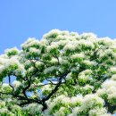 신천리-1 이미지