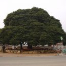 관매도 후박나무 이미지