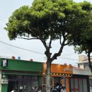 제주도 빵집 투어 | 픽업(명란소금빵), 다분한의도, 시스터필드