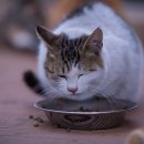 고양이 별 이미지