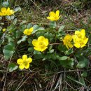 산쑥미나리아재비 [세이지브러시 버터컵, Ranunculus glaberrimus] 이미지