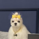 강아지클럽 이미지