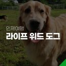 위드미도그 이미지