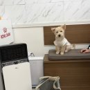 와이(y) 동물병원 | ​배방 동물병원 추천 : 참동물병원에서 우리 아이 중성화 수술하고 왔어요!