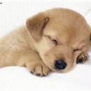 강아지 세상 이미지