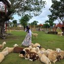 이완식농장 | 나트랑 자유여행｜무이네 vs 판랑 사막 단독 투어 비교 및 꿀팁 &amp; 79트래블 지프 후기