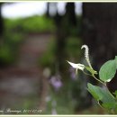 삼백초