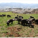 지리산愛 이미지