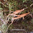 동우식품 | 동우산양산삼 후기 : 시어머니를 위한 산삼 선물