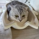 캣방 | 고양이 캣방 소쿠리 여름 은신처로 환장하고 쓰는 이유