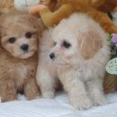 우아펫 대전점 이미지