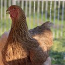 석원농장 이미지