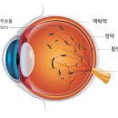 선이 이미지