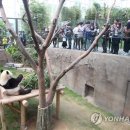 판다 이미지