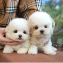 부산강아지분양 미유펫 이미지