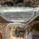 청도돼지국밥 | 경산시장맛집 청도돼지국밥 주차장소 포장 후기