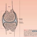 Biomechanics of Cartilage 이미지