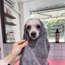 댕화살롱 이미지