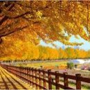 청산 단풍나무길 이미지