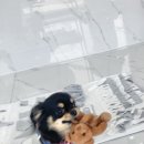 오마이펫 이미지