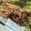 올리브나무 이미지