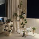 원터농장 | 🌿 향기 가득한 반려 식물! 사코코카(윈터잼) 키우기 🌿 by 햇살이네정원