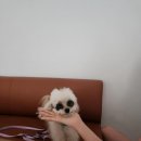 아이와나 이미지