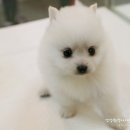 오케이독 이미지