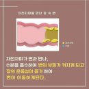 위드 인셀덤 - 연수구 송도 | [공지] 대구 인셀덤 : 라이프닝 딥톡스 차전자피 식이섬유 디톡스다이어트