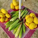 광성농장 이미지