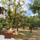 제주소소민박 이미지