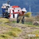 낙동다락논녹색길 이미지