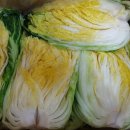 해남 절임배추 이미지