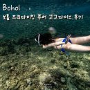 보홀 프리다이빙 투어 고고다이브 고래상어 나팔링 내돈내산 후기