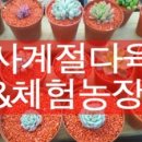 사계절다육농장