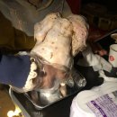 도킹치킨 이미지