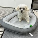 펫 마마의 집 이미지