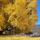 갈산면 대사마을회관 | 황금빛에 물든 원주 반계리 은행나무 가족과함께 행복한 가을 나들이