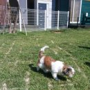 랩도그빌 이미지