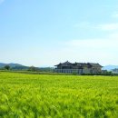 부처님오신날 청보리밭 포토스팟 주차 입장료 총정리 | 국보 모전석탑·원효대사 성지 경주 가족여행 추천