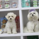 도그앤 제이 이미지