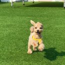 멍린이집 이미지