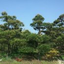 수림조경 이미지