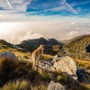 올바른 동물병원 이미지