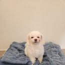 해피애견 미용실 이미지