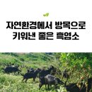 흑염소농장 직영으로 만든 흑염소진액 드시고 여름 이겨내세요~ 이미지