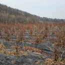 주식회사가인 | 블루베리 농원 10톤짜리 물탱크 깨진곳 수리