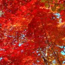 금수강산 이미지