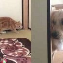 도그천사 이미지