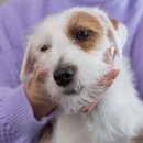 이산동물의료센터 이미지